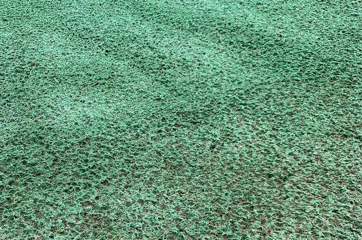 Here&rsquo;s a close-up look at hydroseed.