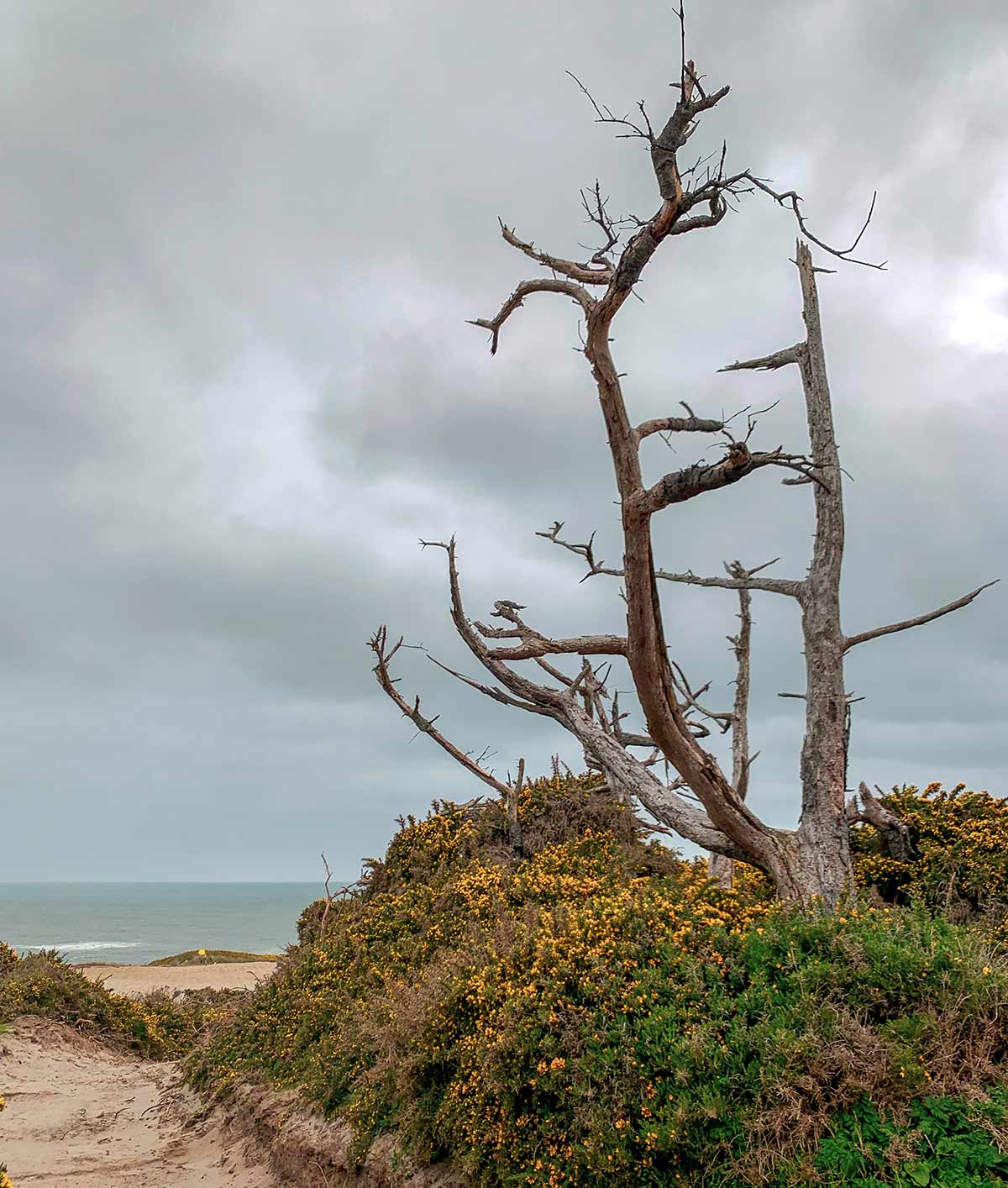 See what we&rsquo;re saying about Sheep Ranch&rsquo;s unique trees?