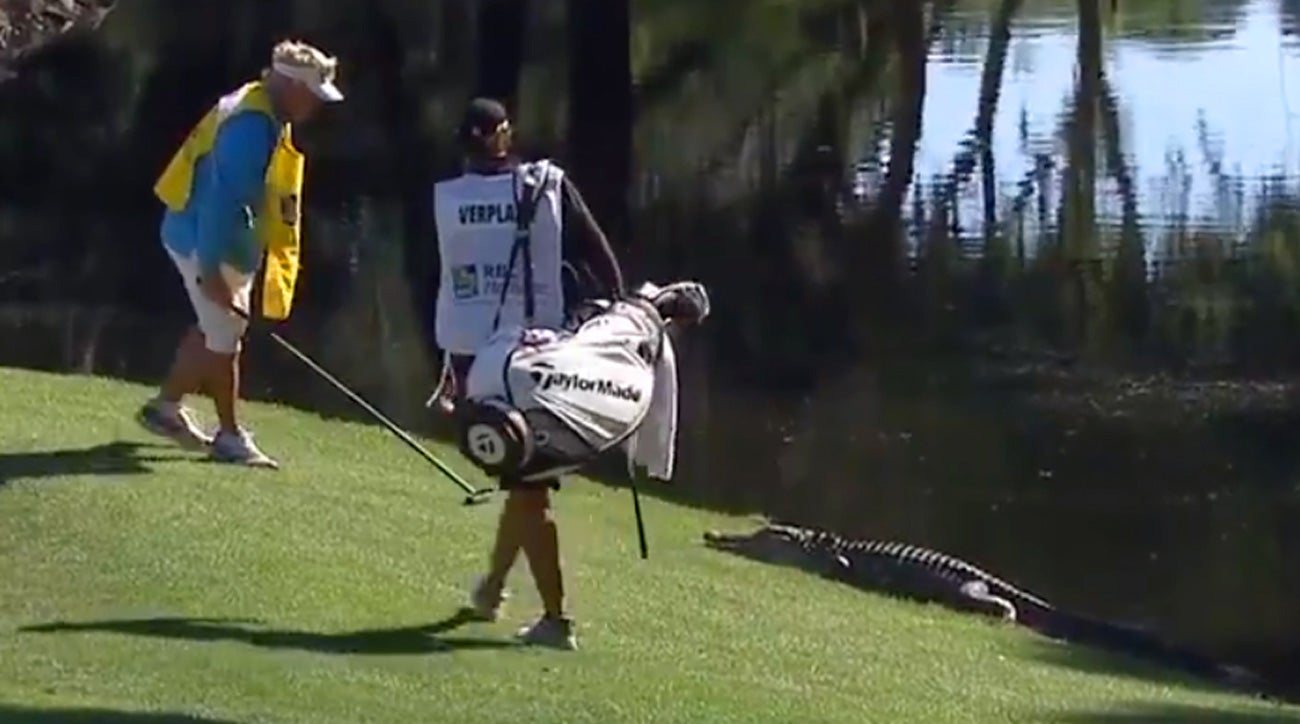 Caddie Kip Henley fights alligator RBC Heritage