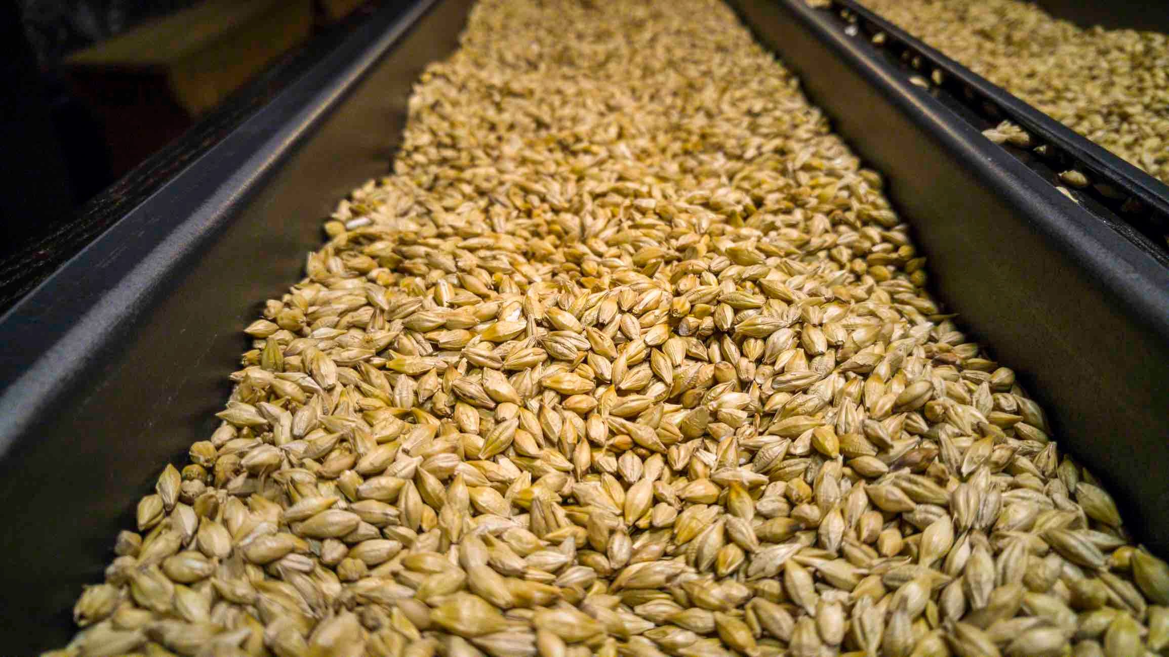 Marco shot of a unmalted barley grains in a long container