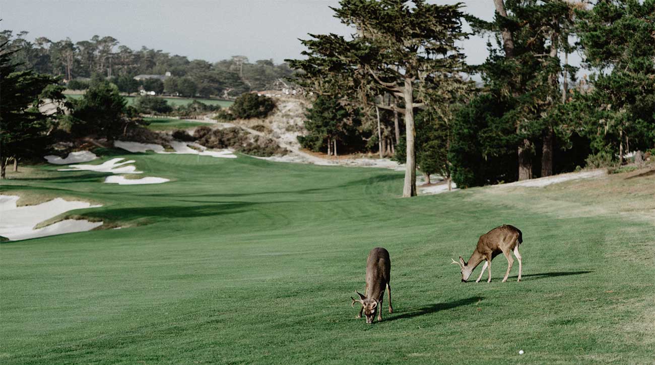 Cypress Point