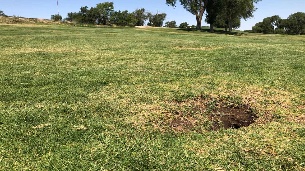 burrowed by a prairie dog