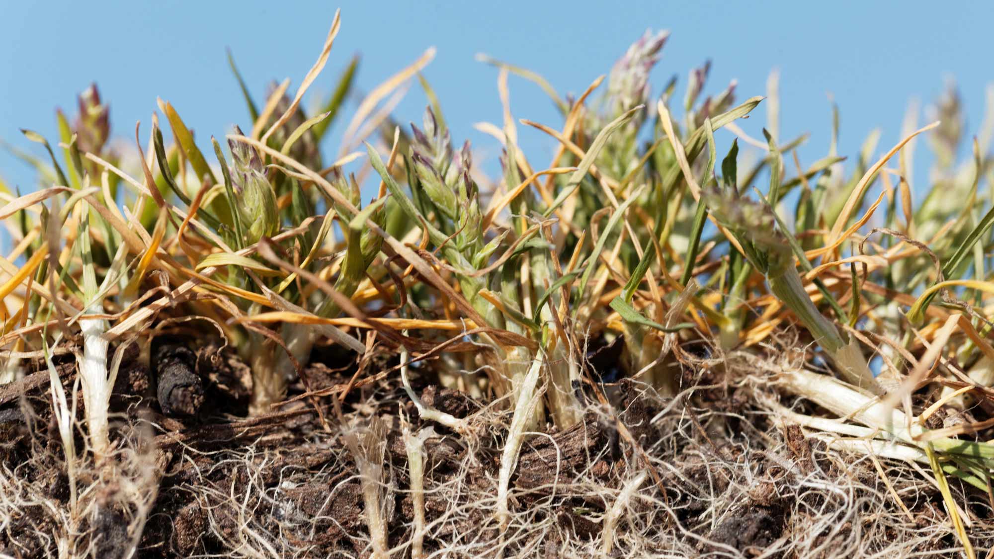 poa annua grass