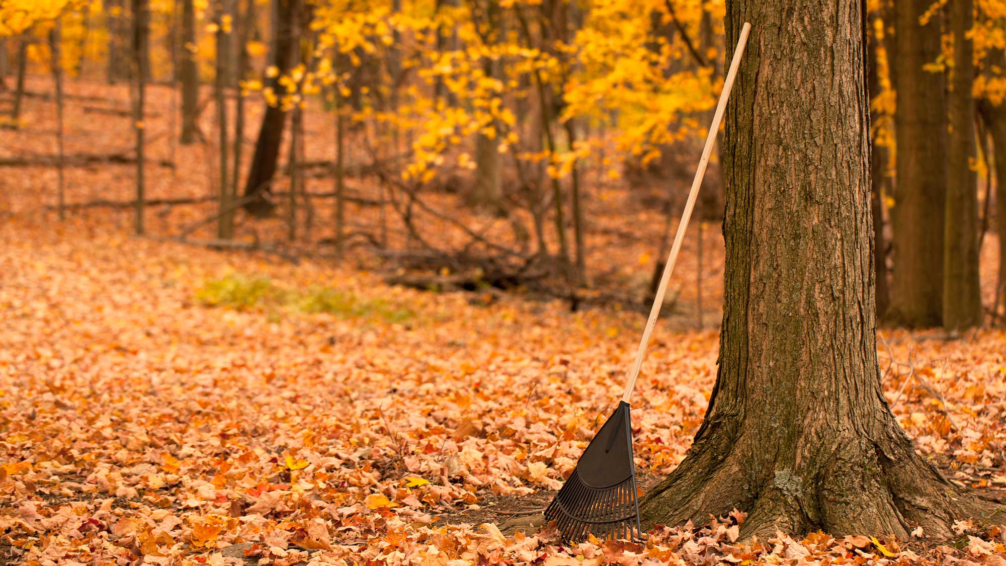Why it's essential that you rake your yard, according to a golf-course superintendent