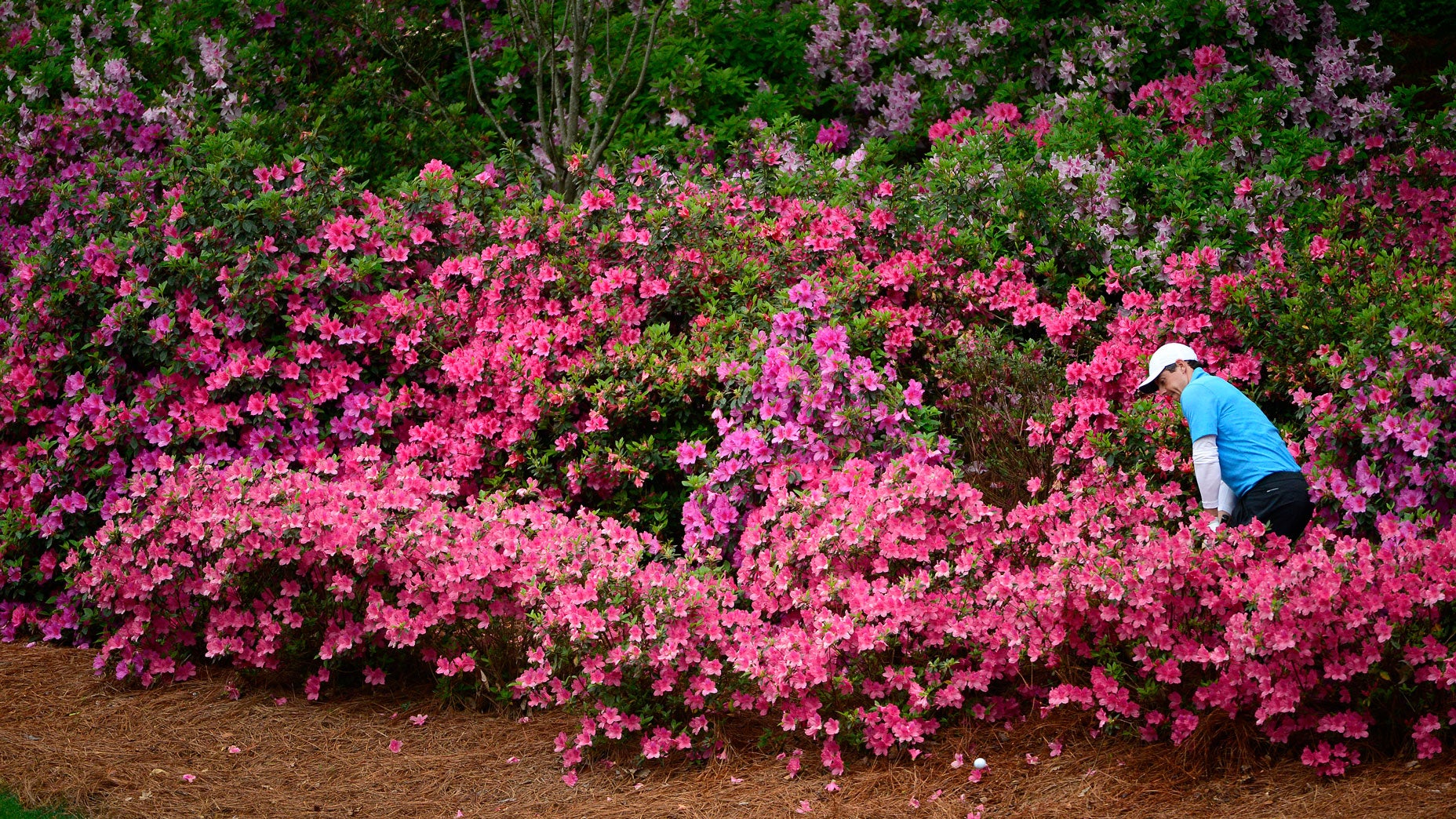 rory mcilroy bushes augusta
