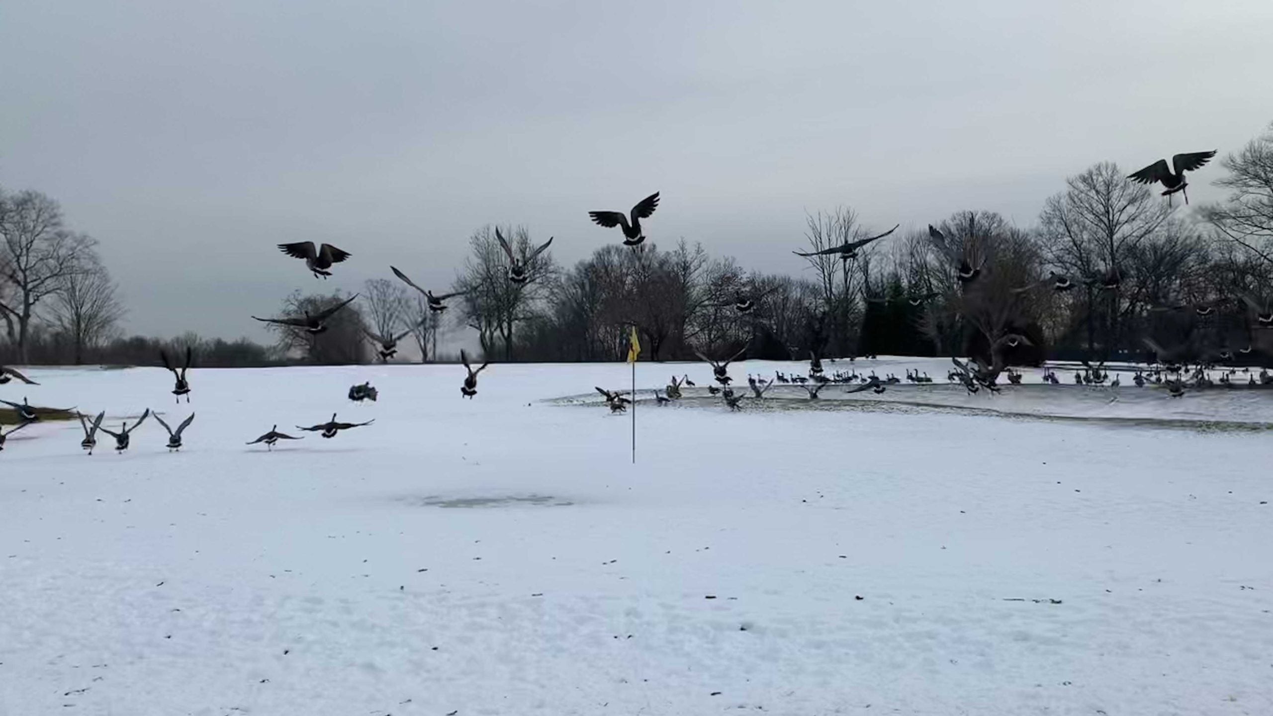 golf course with geese