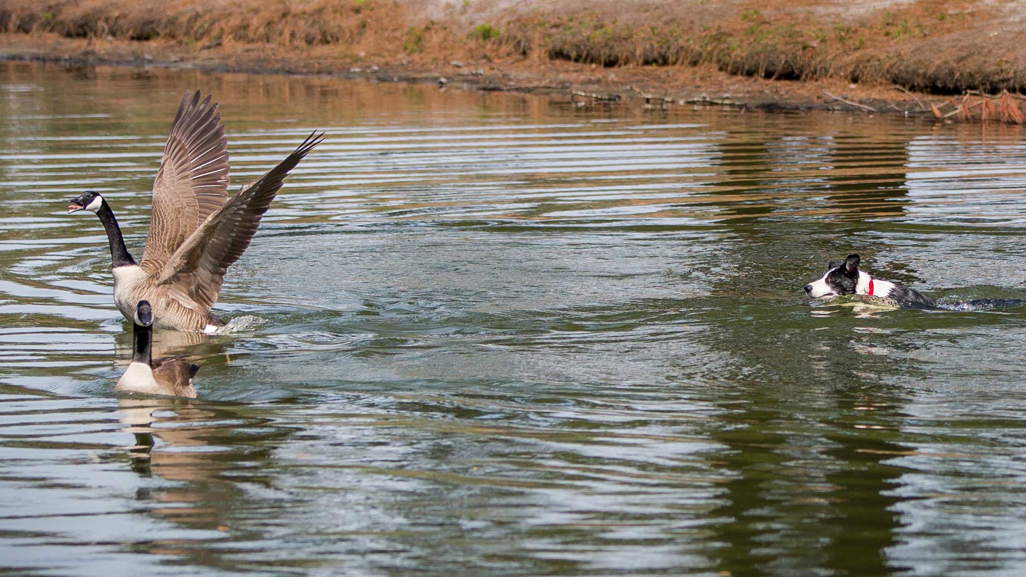 border collie chasing geese