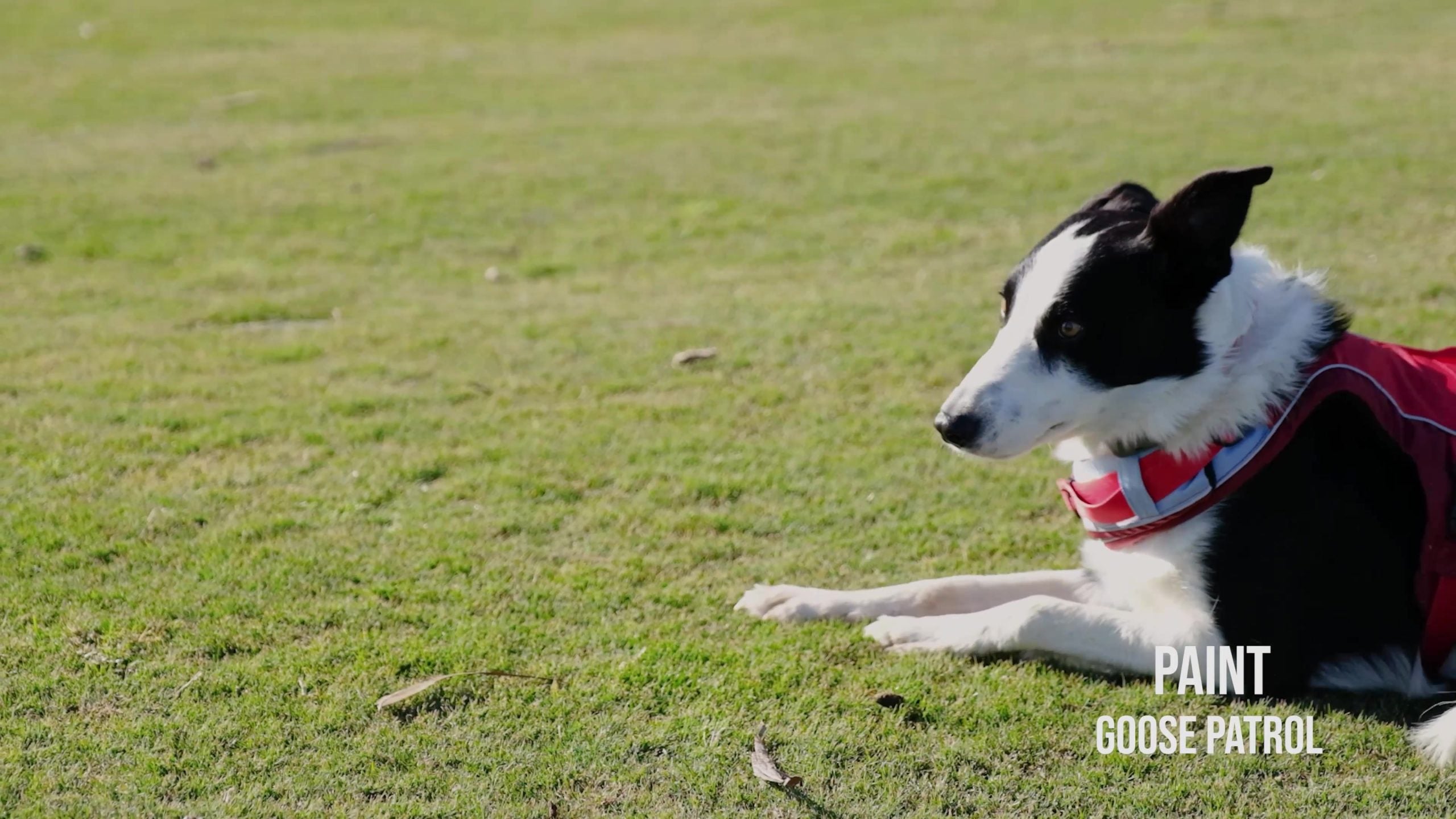 Dog with a Job: How Border collies help to tidy up golf courses