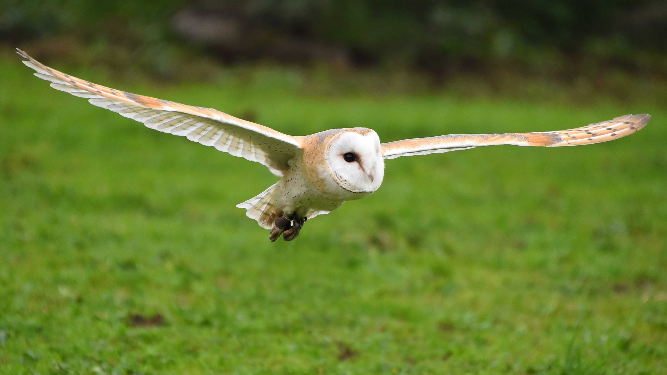 barn owl in flight