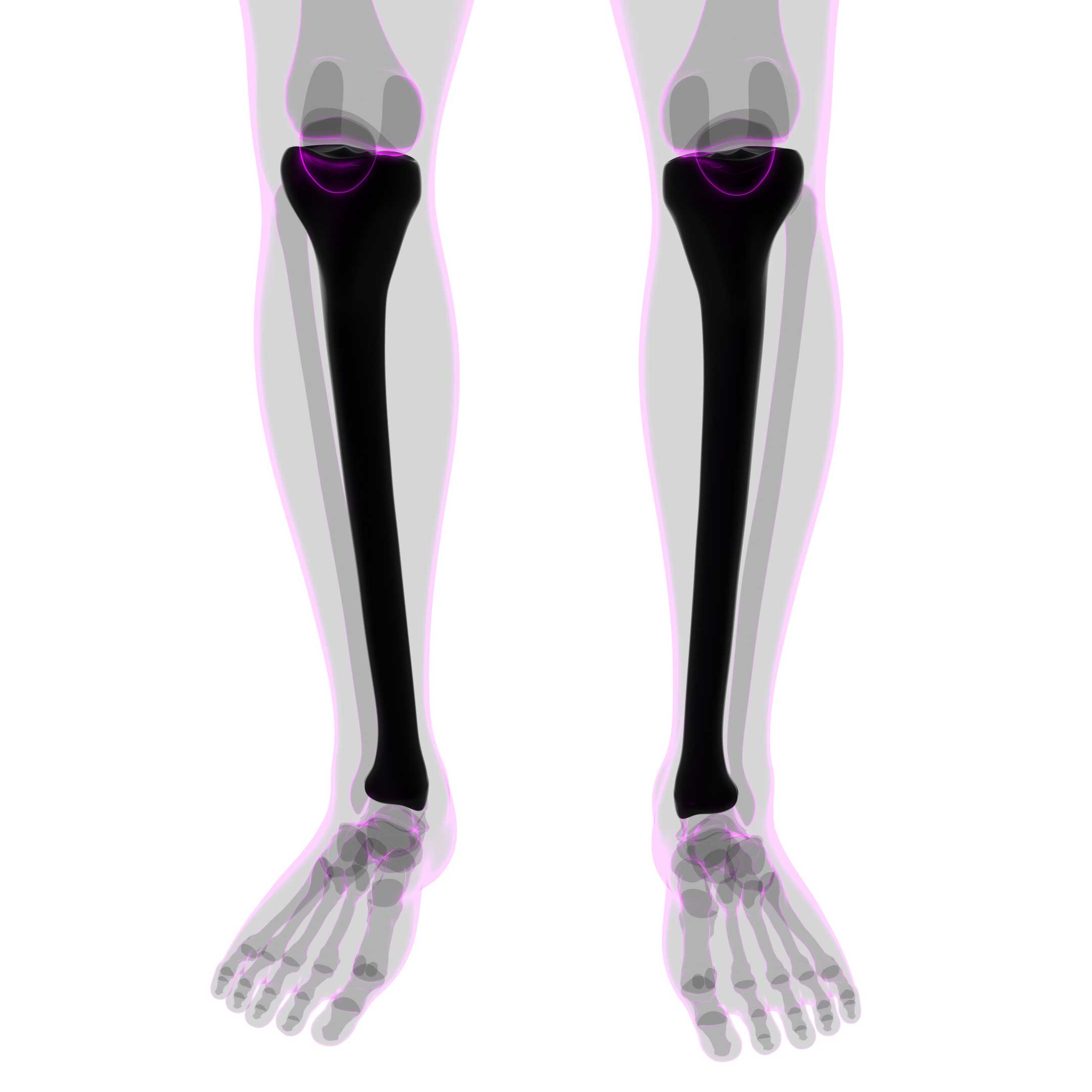 tibia
