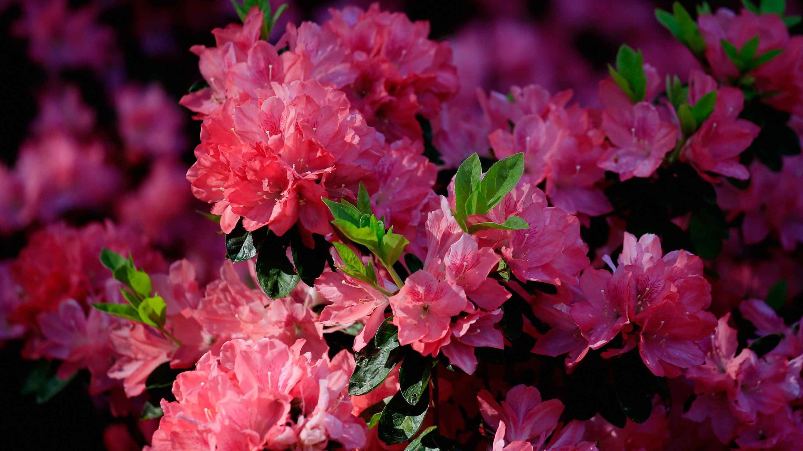 azaleas at masters
