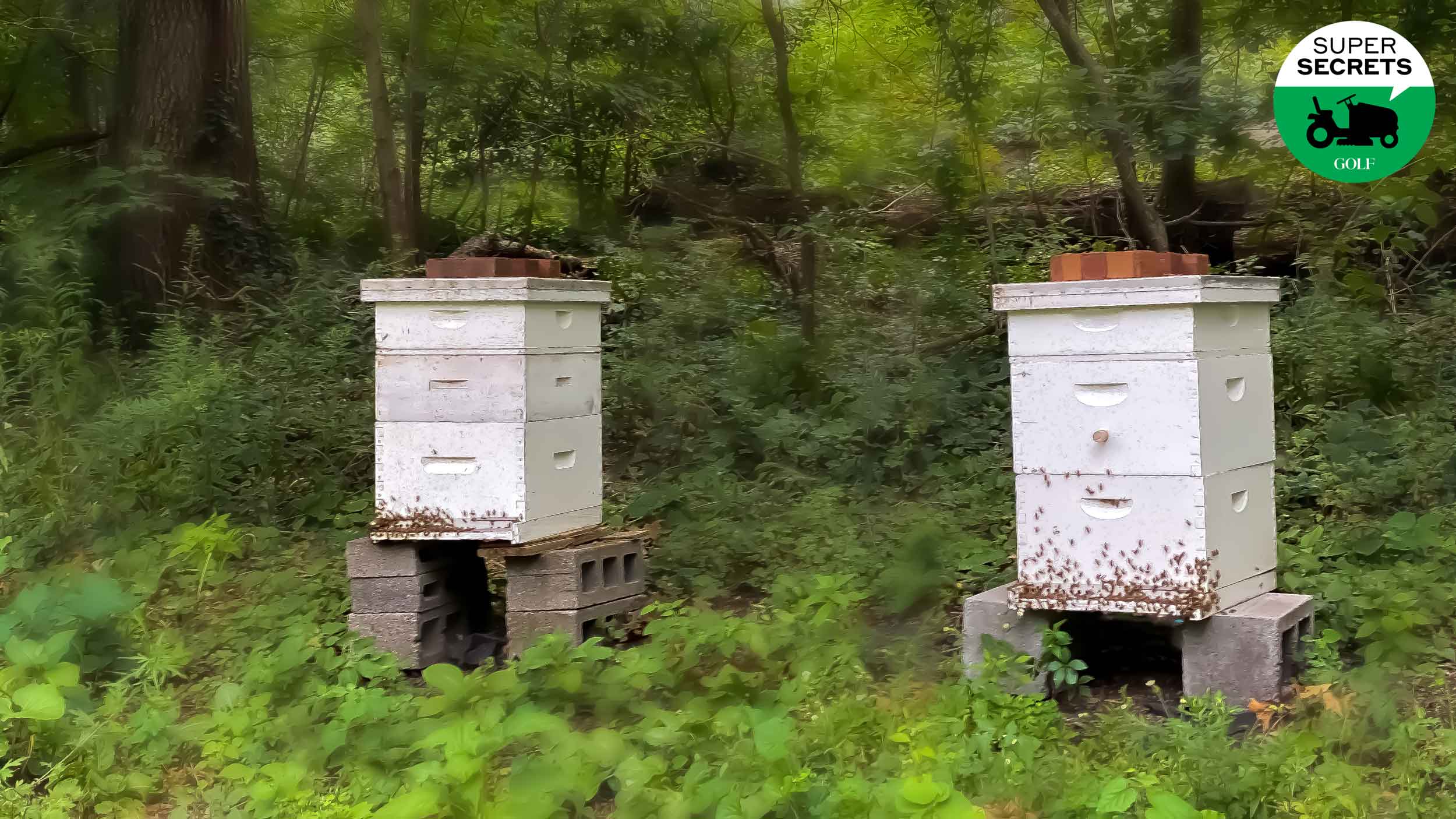 bee hives