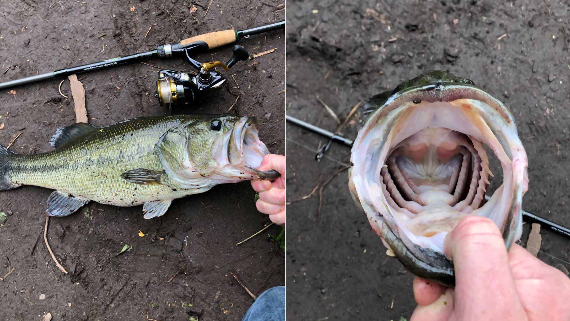 Largemouth bass in Prospect Park, Brooklyn