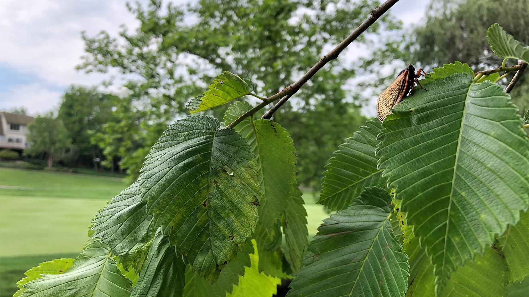 cicadas at Muirfield Village