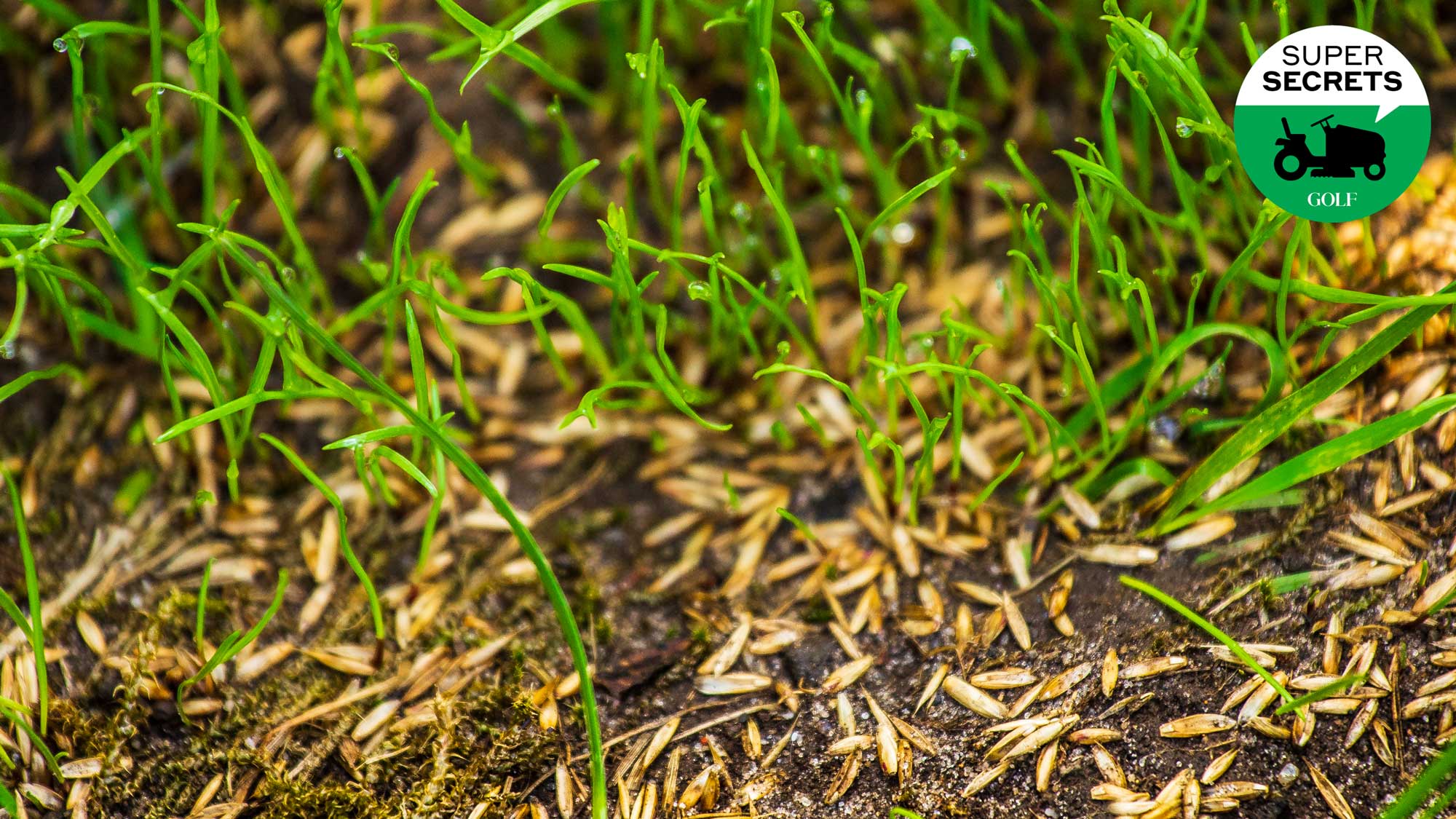 grass seed in yard