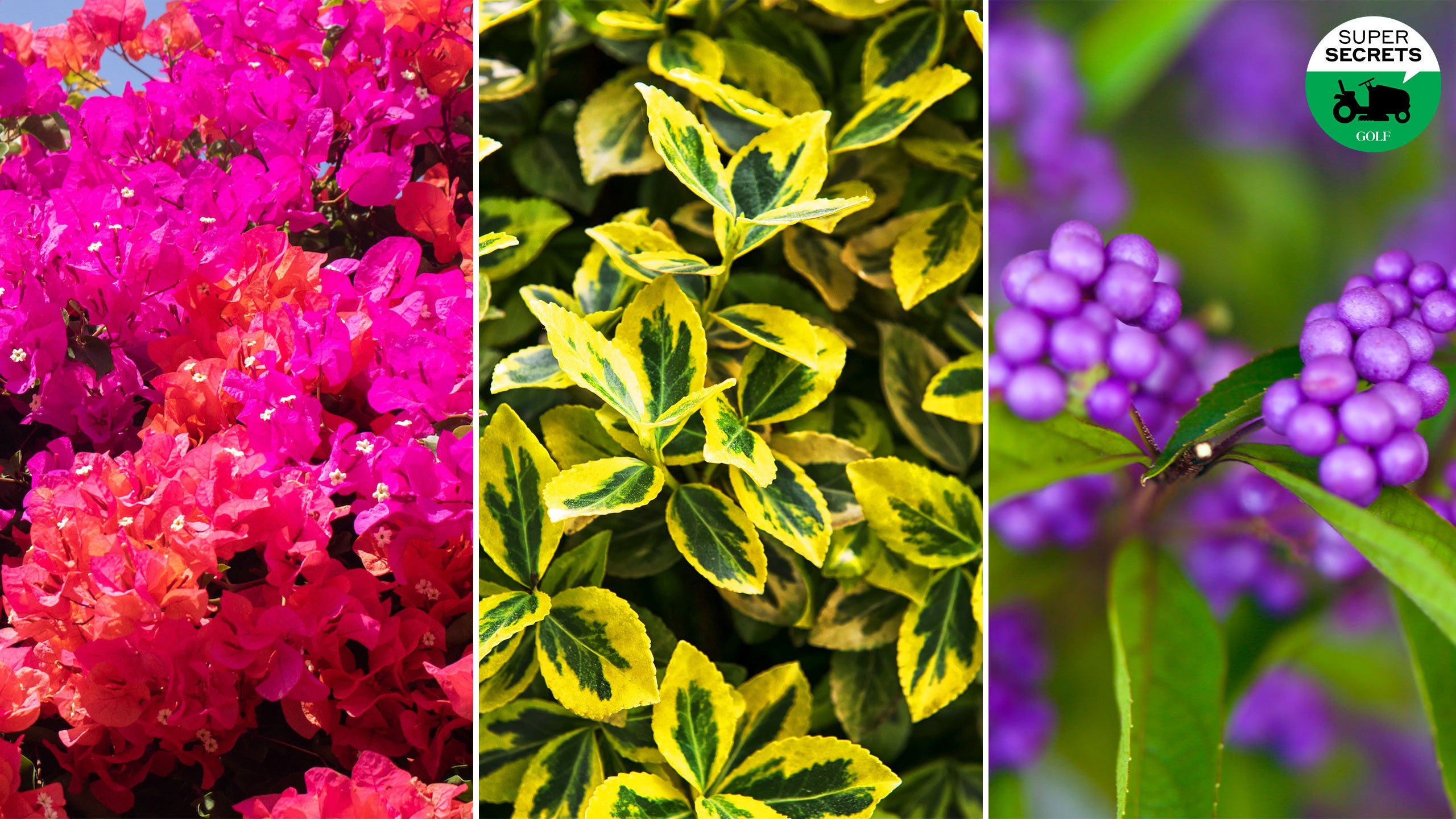 variety of winter flowers