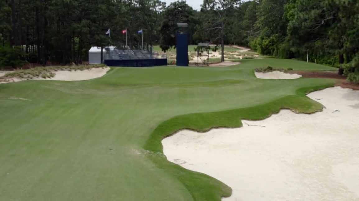 pine needles 16