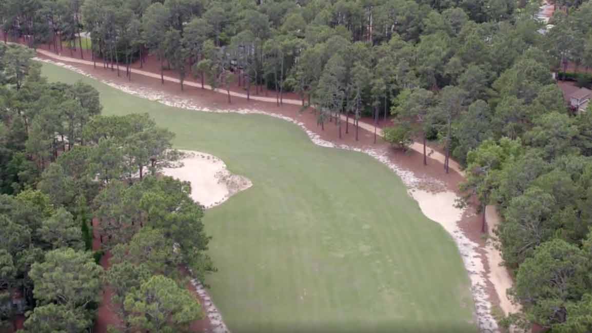 pine needles 17