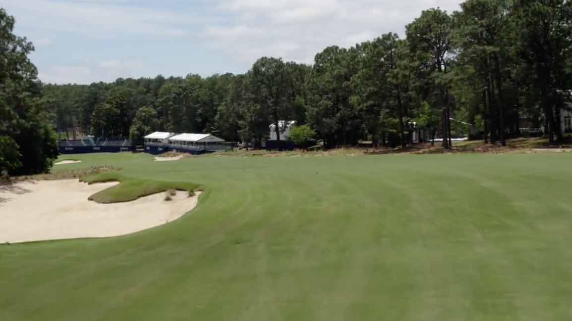 pine needles 18