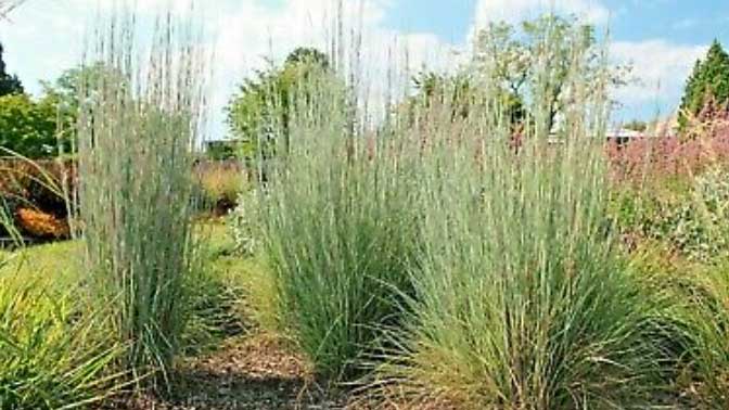 ornamental grass