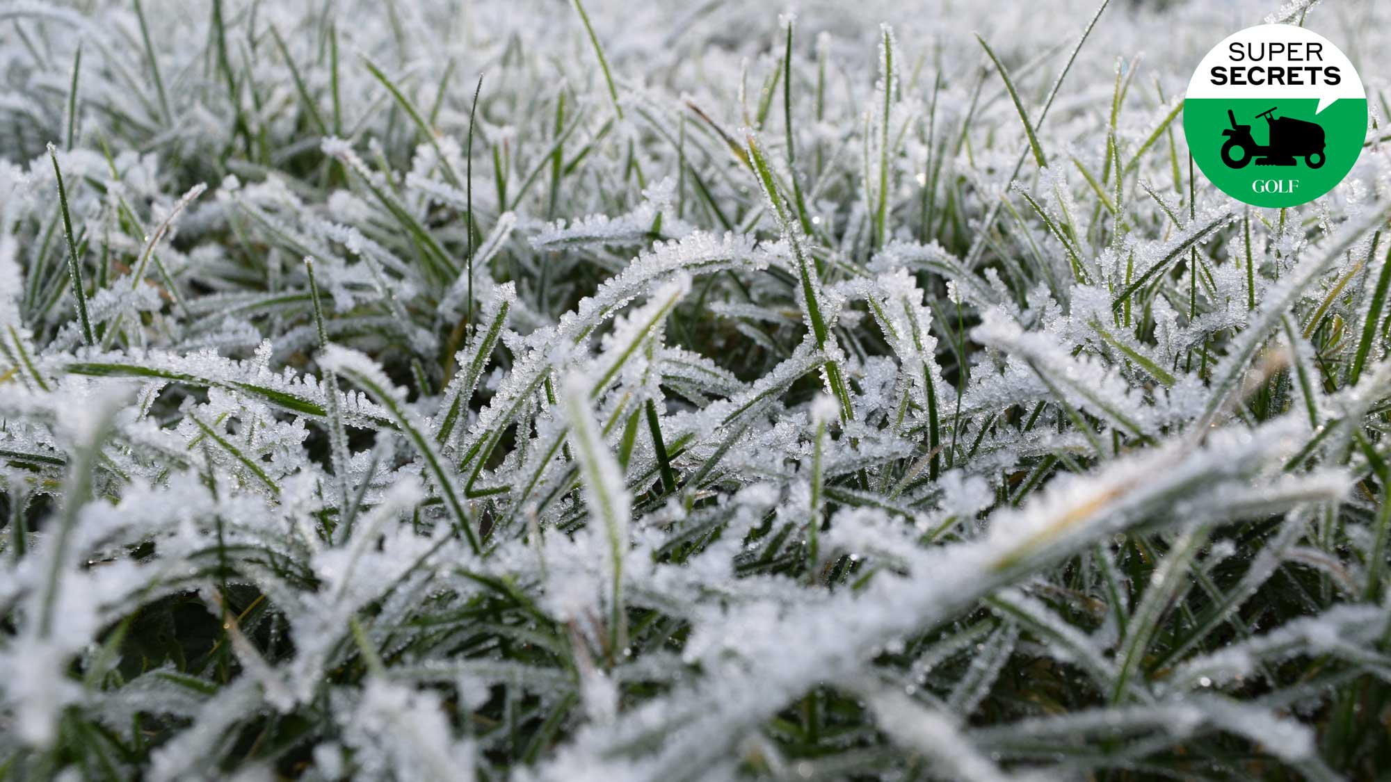 winter lawn