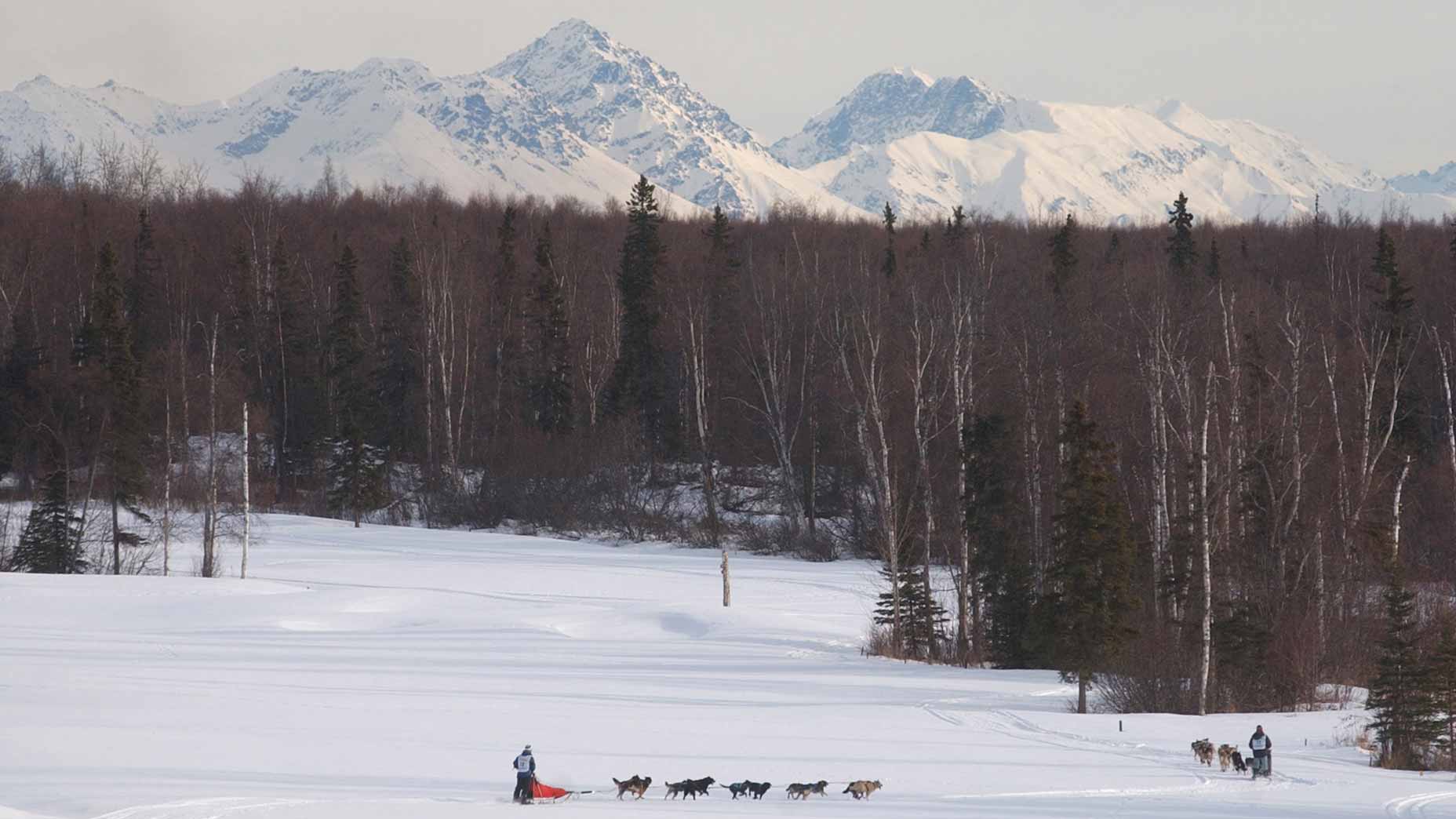 Dog-sledding at Settler's Bay Golf Course.