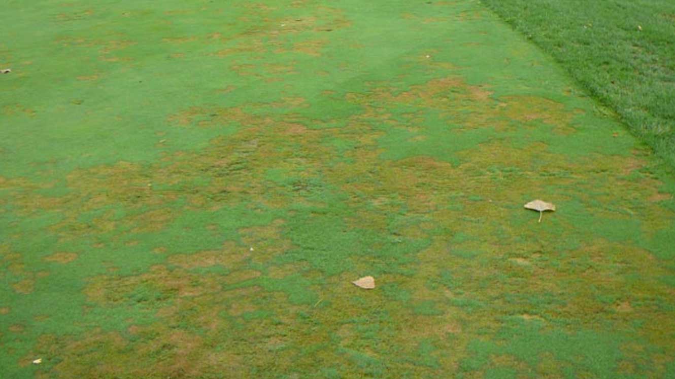 Annual bluegrass weevils