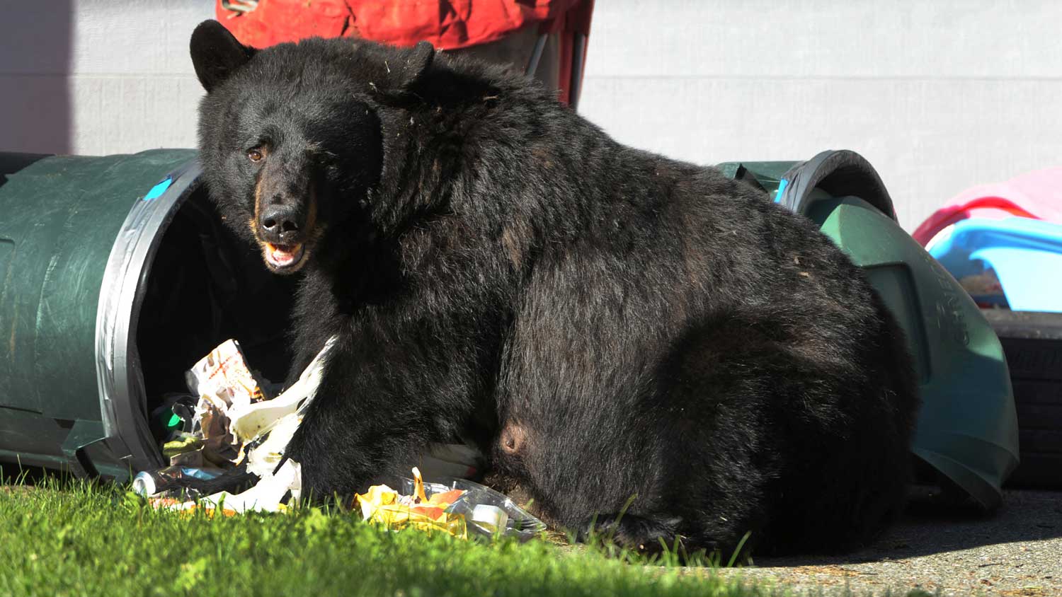 black bear