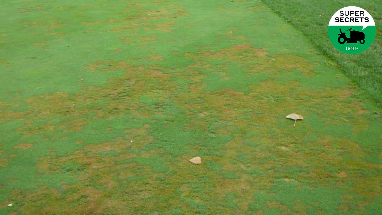 Annual bluegrass weevils