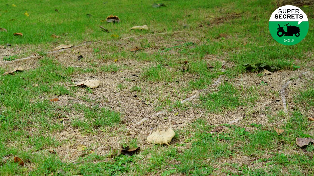 ugly lawn
