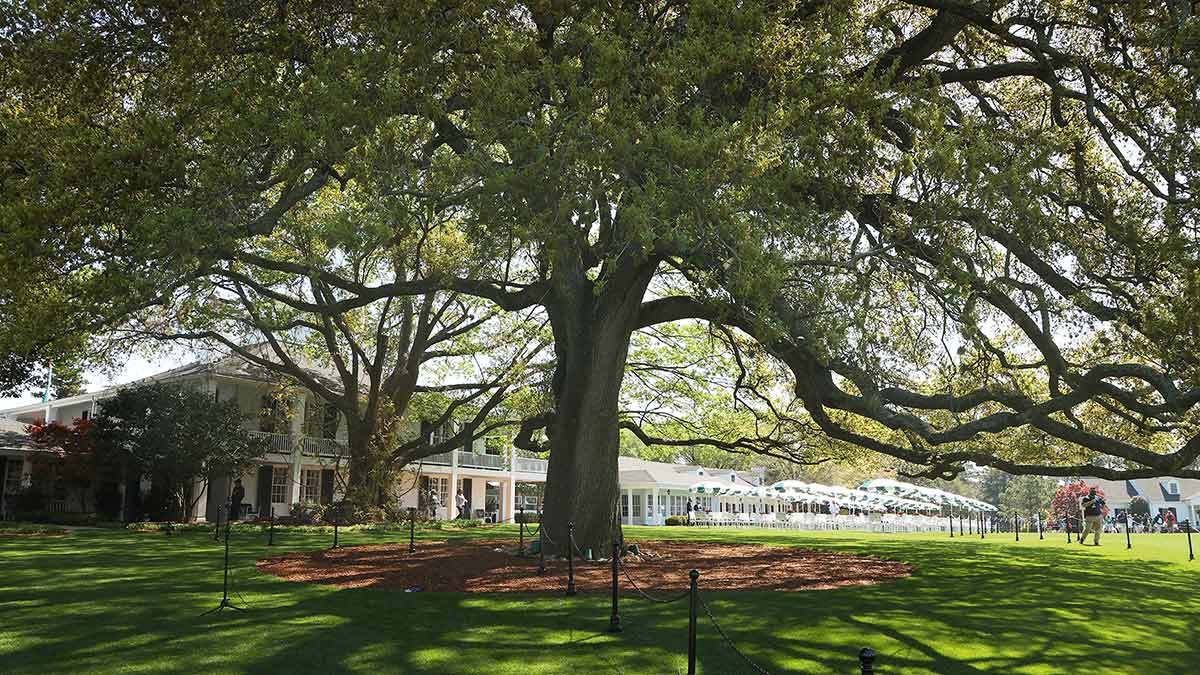 the big oak tree at augusta national golf club