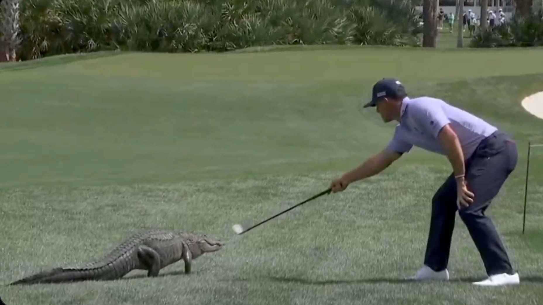 'I'm not afraid of gators': Pro unfazed after tussle with alligator at PGA National