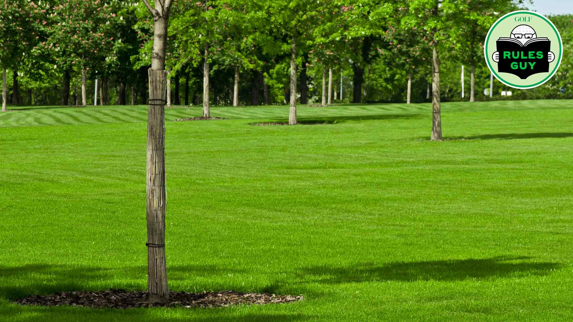Rules Guy: Can you take free relief from newly planted but unstaked trees?