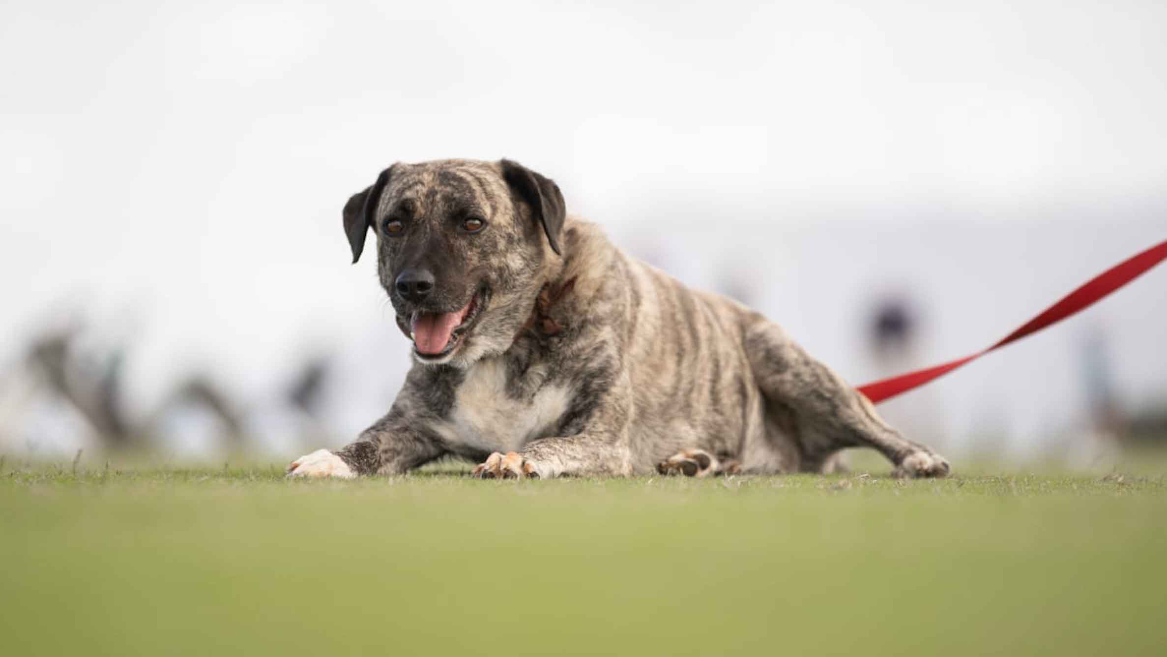 golf course dog lying in a fairway at costa navarino
